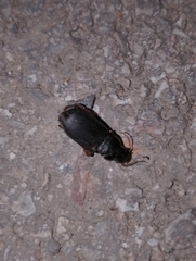 Harpalus rufipes