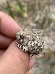 Anaxyrus californicus