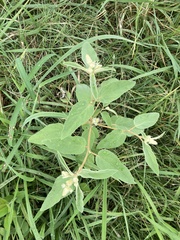 Croton