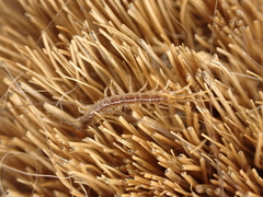 Lithobiomorpha