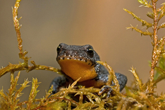 Ichthyosaura alpestris