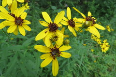 Coreopsis tripteris