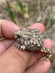 Anaxyrus californicus