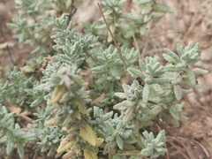 Teucrium capitatum