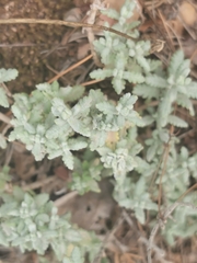 Teucrium capitatum