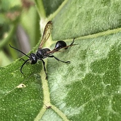 Isodontia