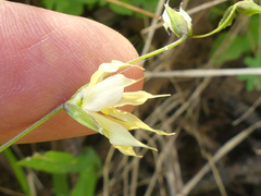 Melasphaerula graminea