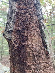 Dendroctonus frontalis