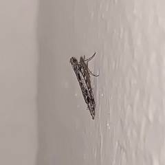 Batrachedra praeangusta