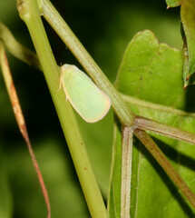 Flatidae