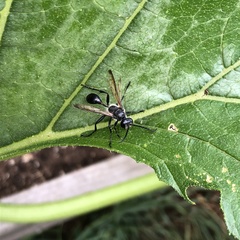 Isodontia