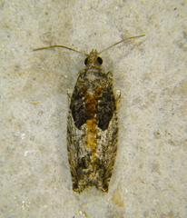 Epinotia nisella