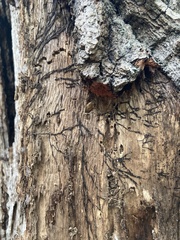 Dendroctonus frontalis