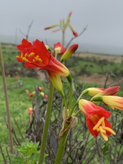 Phycella cyrtanthoides