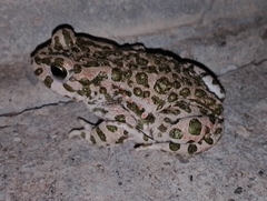 Bufotes viridis viridis