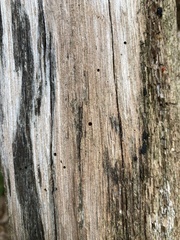 Dendroctonus frontalis