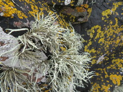 Ramalina siliquosa