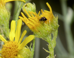 Coleoptera