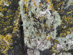 Ramalina siliquosa