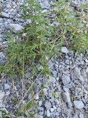 Leucospora multifida