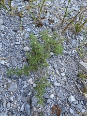Leucospora multifida