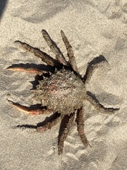 Maja brachydactyla
