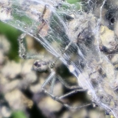 Allagelena gracilens
