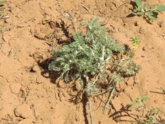 Artemisia fragrans