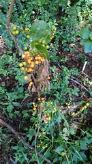 Celastrus orbiculatus