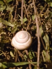 Caucasotachea vindobonensis