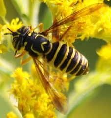 Spilomyia longicornis