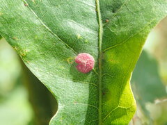 Neuroterus quercusbaccarum