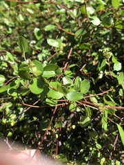 Muehlenbeckia