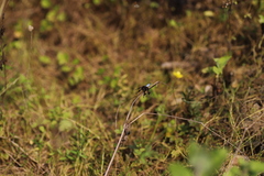Palpopleura portia