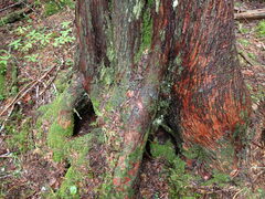 Protopannaria pezizoides