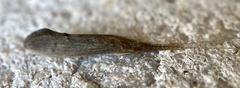 Oecetis