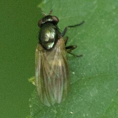 Calliopum