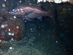 Hemilutjanus macrophthalmos