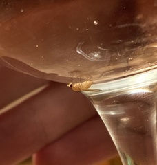 Chyromyidae