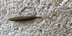 Oecetis