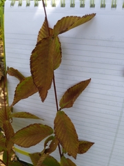 Betulaceae