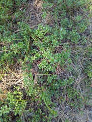 Arctostaphylos uva-ursi