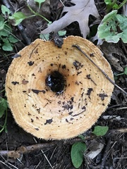 Lactarius pubescens