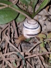 Caucasotachea vindobonensis