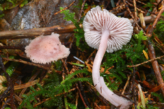 Mycena pura