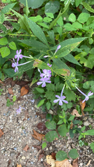 Phlox paniculata