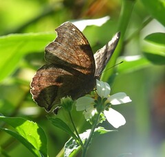 Junonia iphita