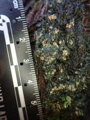 Protopannaria pezizoides