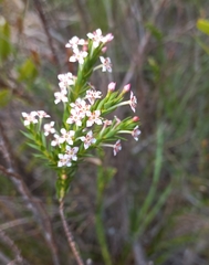 Struthiola