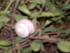 Caucasotachea vindobonensis